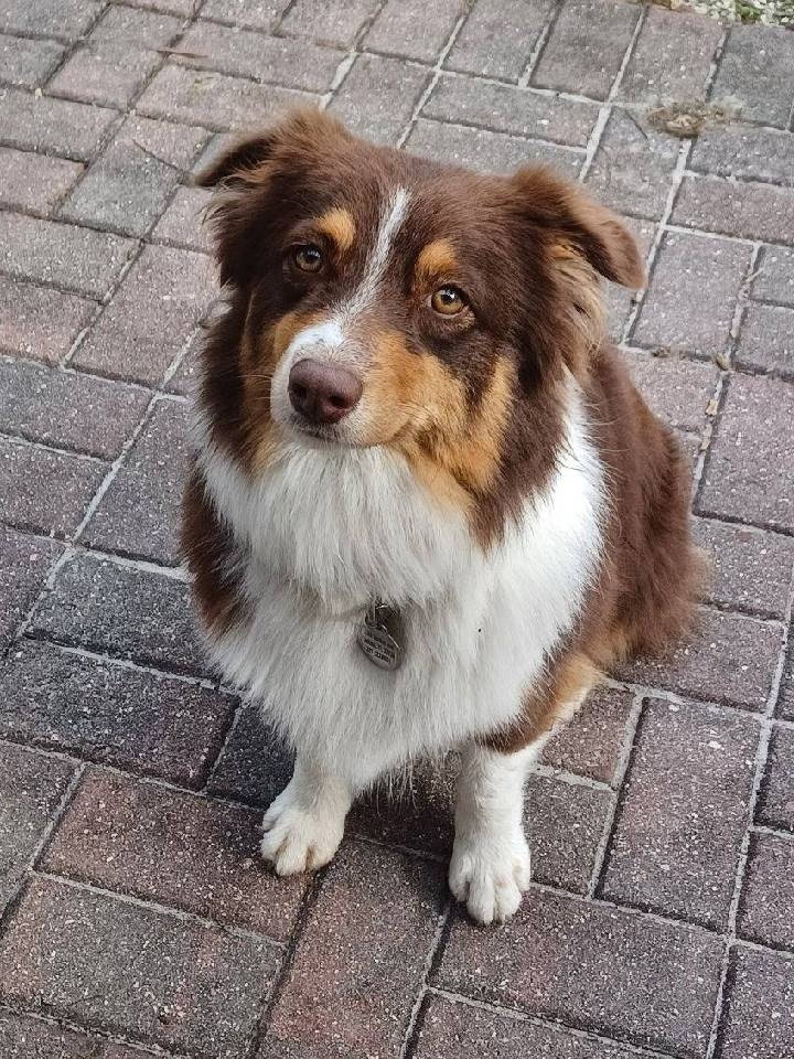 Australian shepherd for sale being cute smart and available to be a great pet or service dog. puppies too.