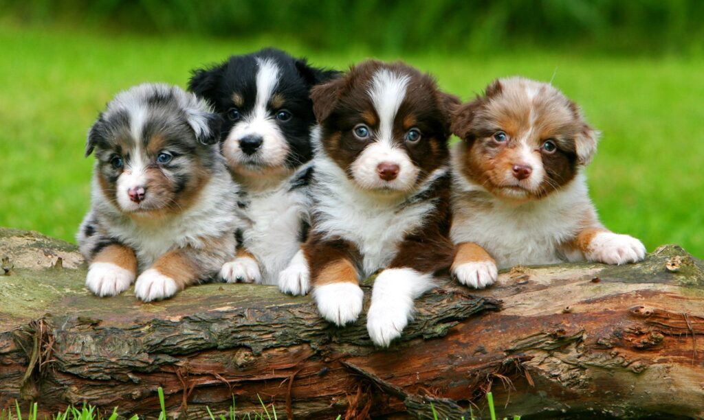 Australian Shepherd Minis and Puppies in Orlando, Florida