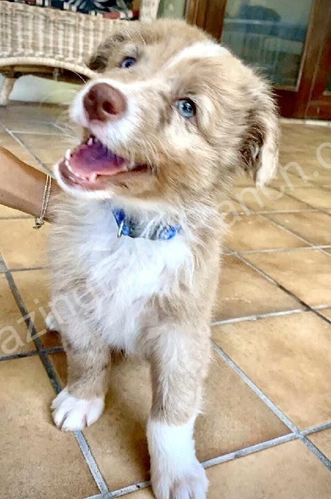 cute puppy of aussie shepherds
