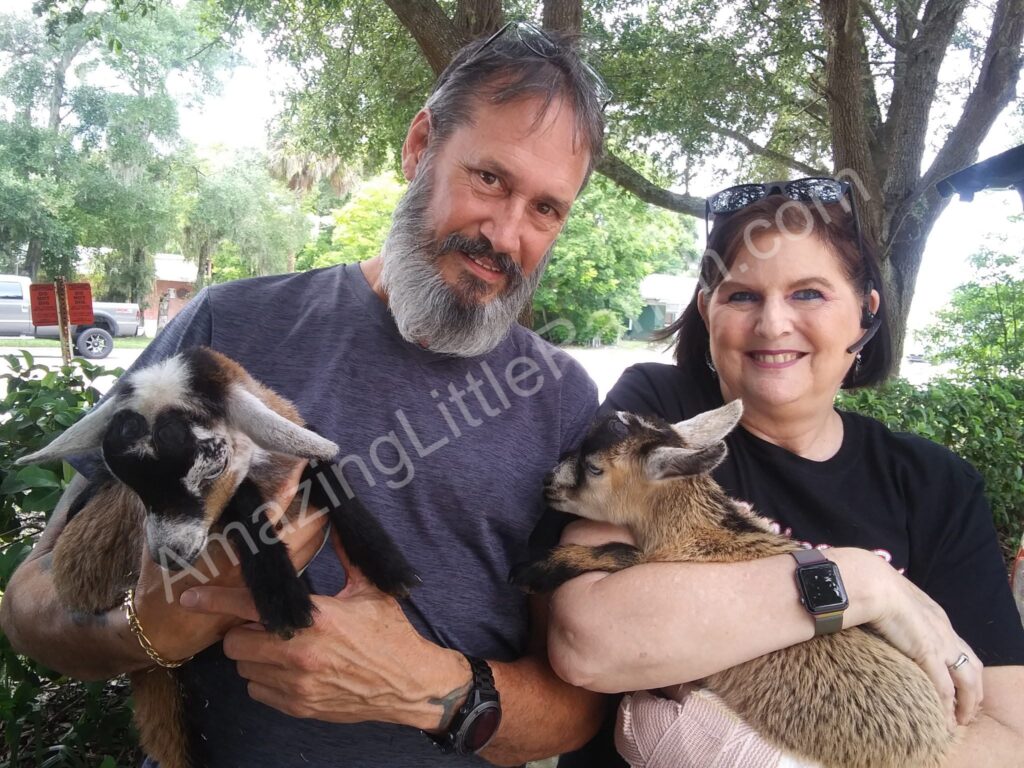 couple with baby goats