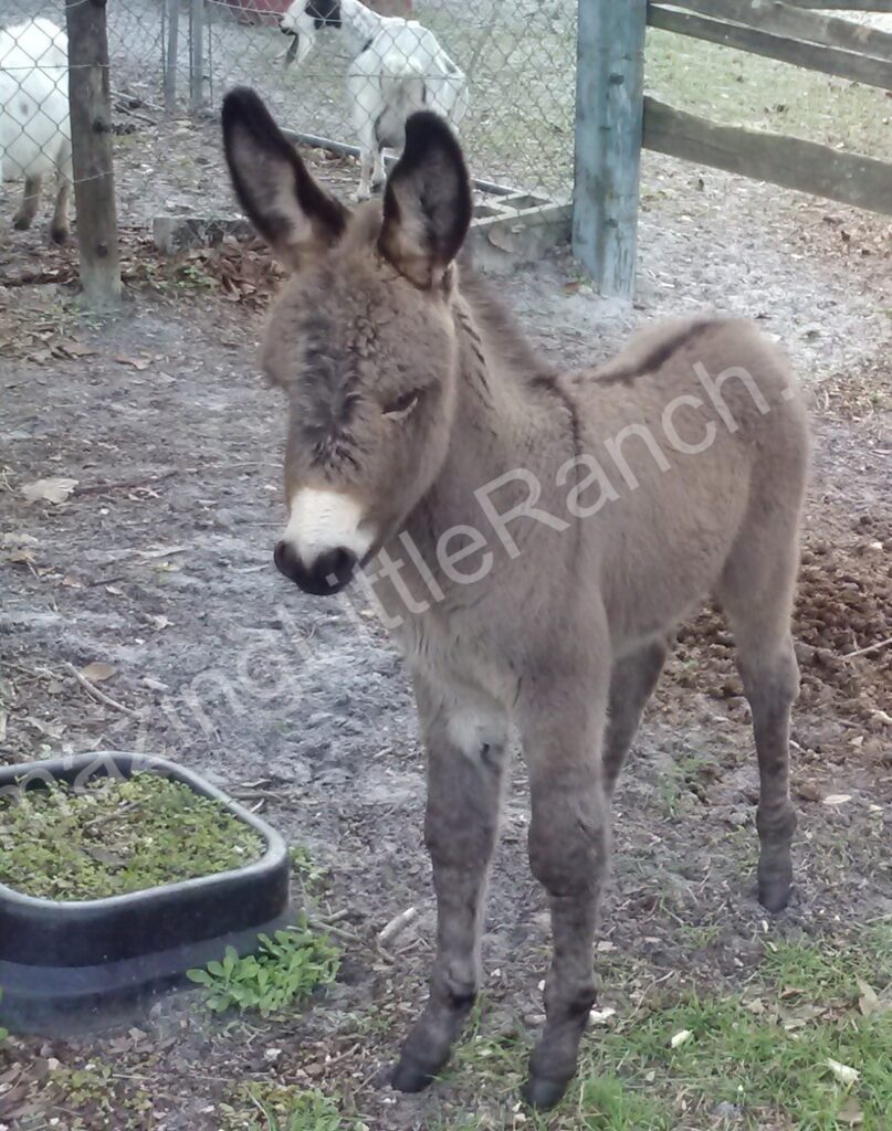 mini donkey in florida
