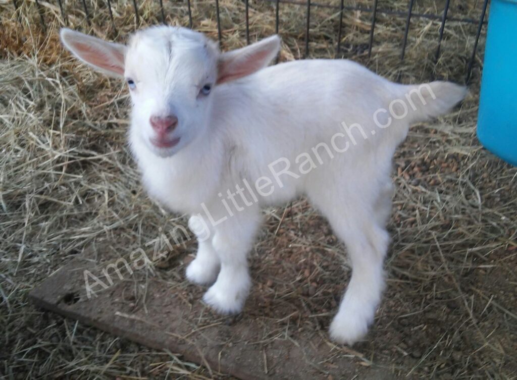 super cute mini goat for sale