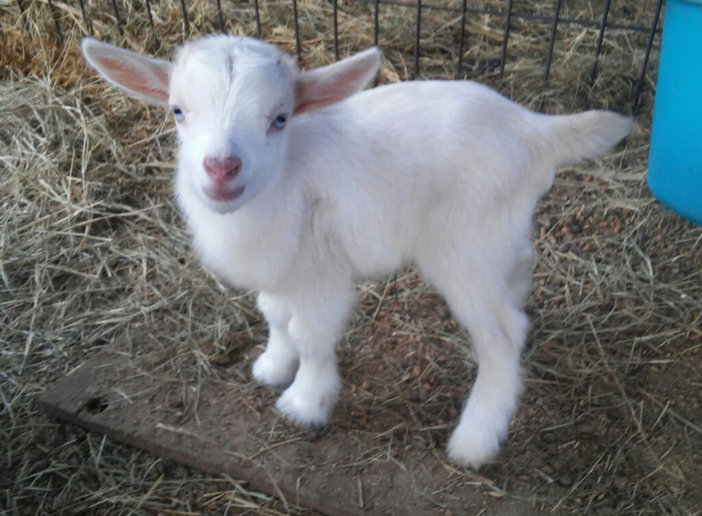mini goats for sale