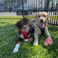 aussie shepherds playing