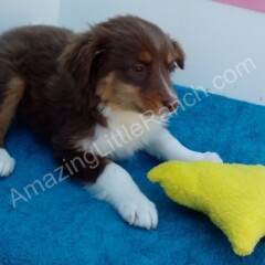 aussie australian puppy, blue merle