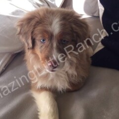 aussie shepher puppies