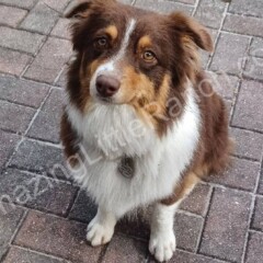 Blue Merle Australian Shepherd