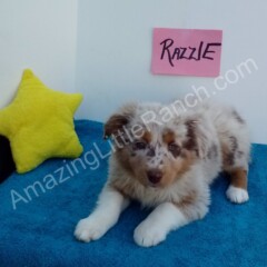 australian aussie shepherd puppy available to buy