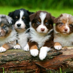 Australian shepherd puppies