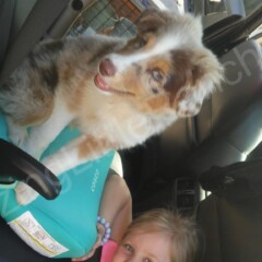 australian shepherd puppies for sale