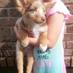 australian shepherd puppy