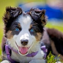 australian shepherds, aussie