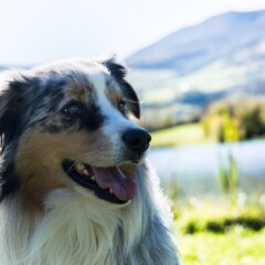 beautiful australian shepherd dog