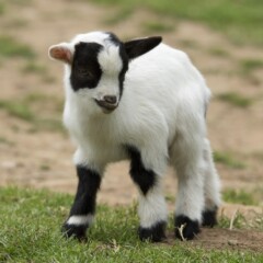baby goats for sale