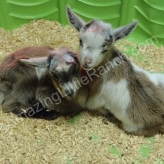 baby goats cuddling
