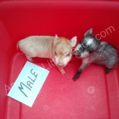 baby mini teacup pigs
