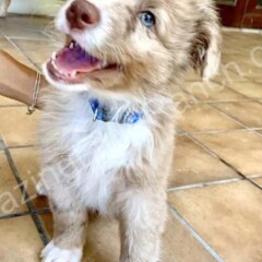 cute puppy of aussie shepherds
