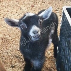 mini baby goat backyard pet