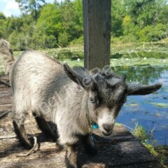 baby goats for sale