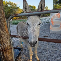 cute donkey behind fence