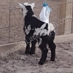 cute mini baby goats for sale