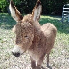 cute little donkeys for sale in florida