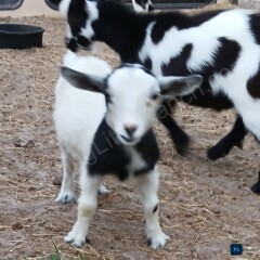 cute oreo black and white goat