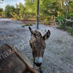 donkey florida outside