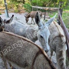livestock guardian donkeys on the farm