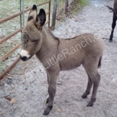 miniature donkey for sale