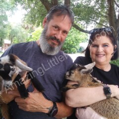 couple with baby goats