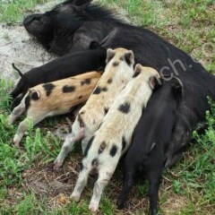 litter of piglets, mini pigs