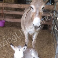 donkeys are nice