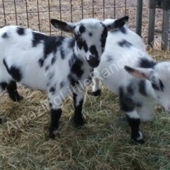 mini goats playing
