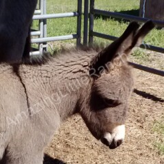 mini or standard sized donkey