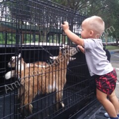 goat as pet