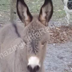 mini livestock donkey for sale
