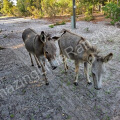 two donkeys protecting the livestock