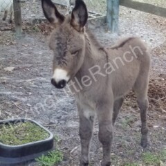 mini donkey in florida