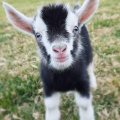 newborn mini goat