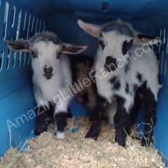 gentle backyard mini goats