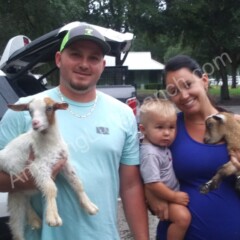 mini baby goats just bought