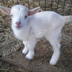 super cute mini goat for sale