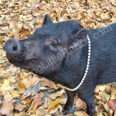 mini pig dressed like human for sale