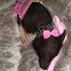 baby pig, mini pig sleeping