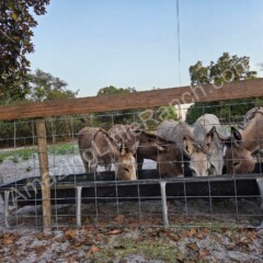 Cute donkeys are companion animals. like service pets