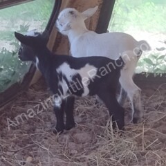 two pet goats are mini in backyard