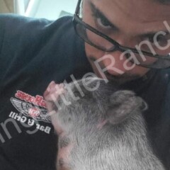 cute mini piglet gets cuddles