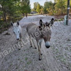 starndard and mini donkeys for sale in florida