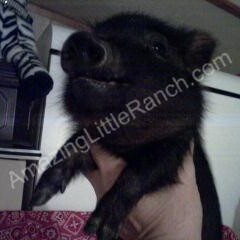 Super Cute Real Teacup Mini Pigs for sale in Florida teacup mini pigs for sale in florida